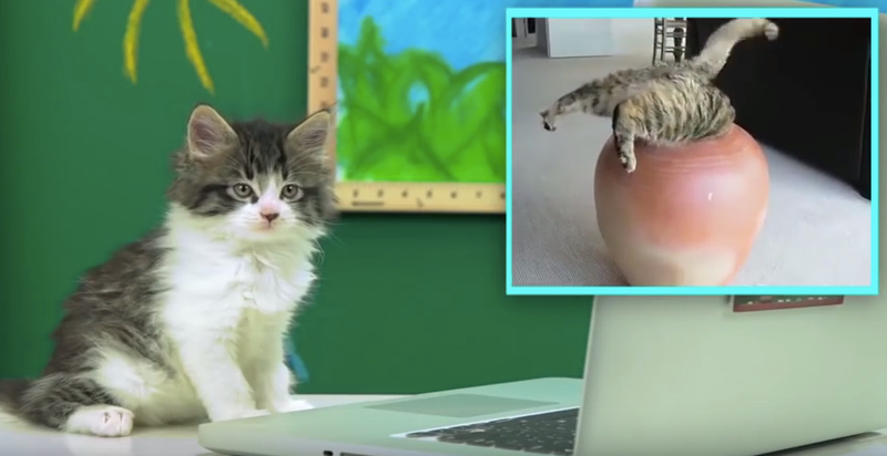 Illustration for article titled Why Cats Rule the Internet Instead of Dogs